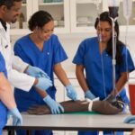 Requirements For Nursing School In USA