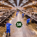 Dairy Farm Worker Jobs in New Zealand For Foreigners