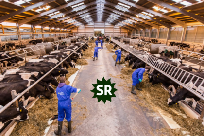 Dairy Farm Worker Jobs in New Zealand For Foreigners